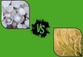 The rising cost of hailstorms and what it means for South African farmers